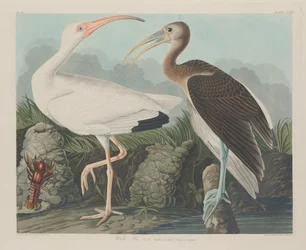 Ibis blanc, 1834